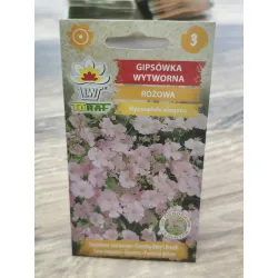 Gipsówka wytworna Różowa Gipsówka wytworna Różowa