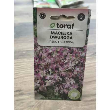 Maciejka dwuroga Jasnofioletowa
