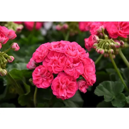 Pelargonia Rosalinda